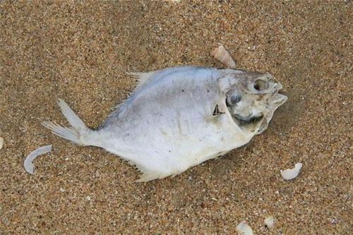 梦见死鱼