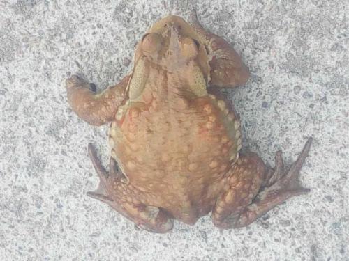 梦见蟾蜍