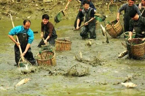 梦见捞虾