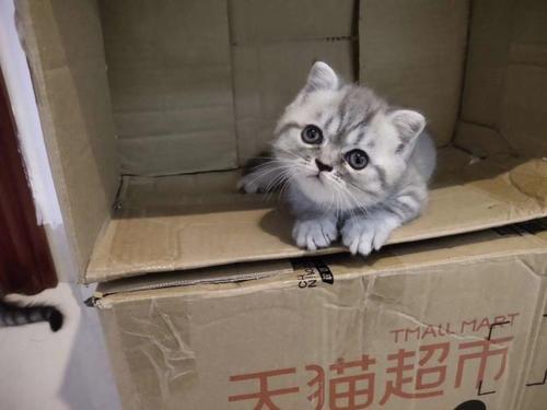 梦见小奶猫