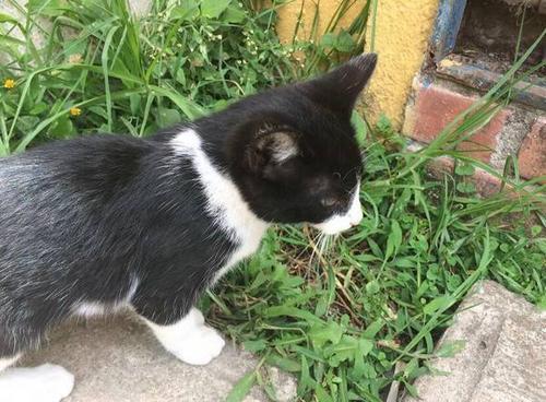 梦见猫拉屎