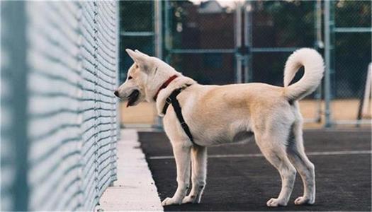 梦见狗死了