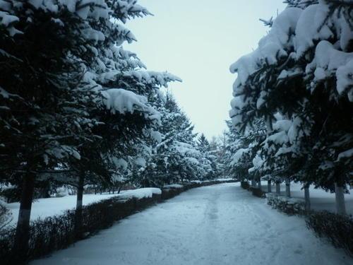 梦见下好大的雪