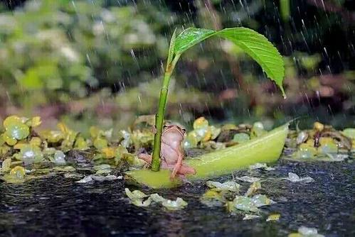 梦见蒙蒙细雨