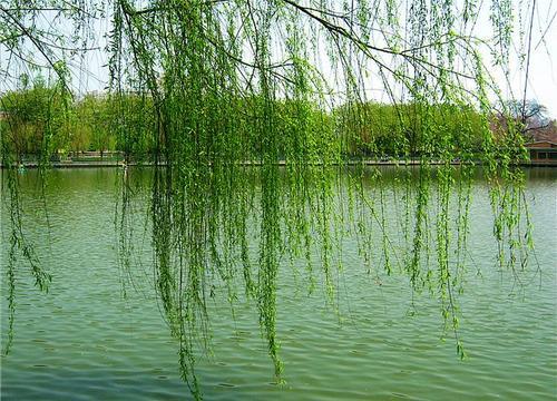 梦见杨柳