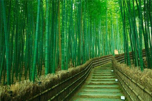 梦见竹林