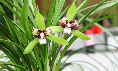 梦见兰花 梦见兰花