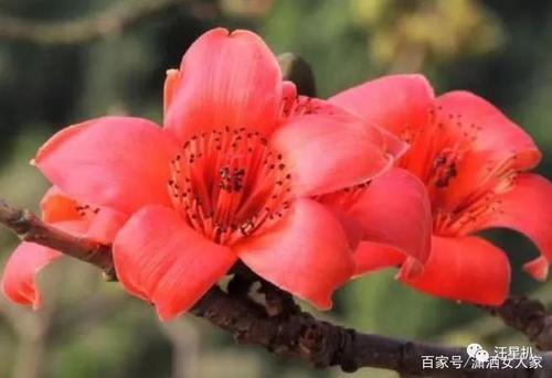 梦见花开了很漂亮 梦见花开了很漂亮