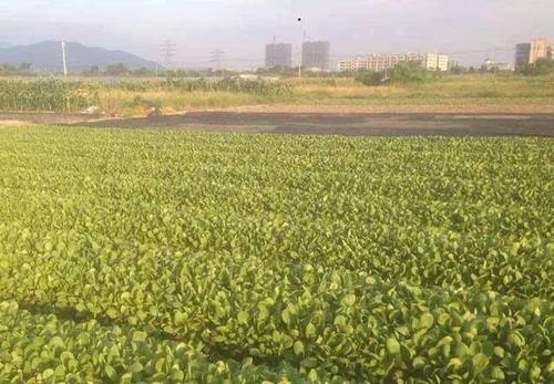 梦见绿油油的菜地
