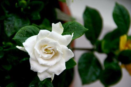 梦见栀子花开
