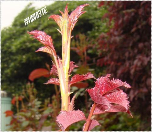 梦见带刺的花
