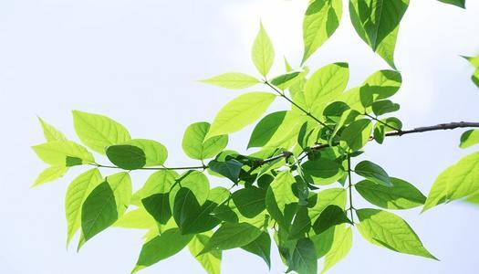 梦见茂盛的绿树叶