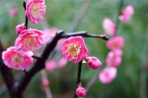 梦见花折断了