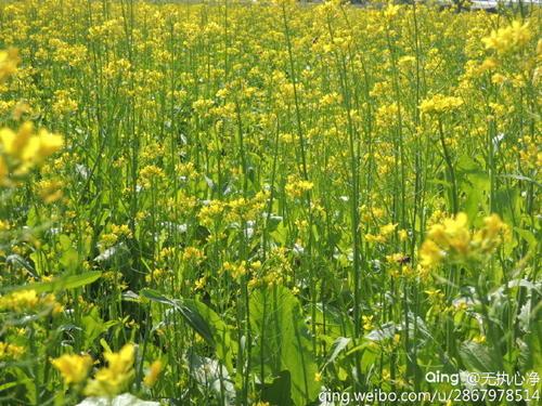 孕妇梦见油菜
