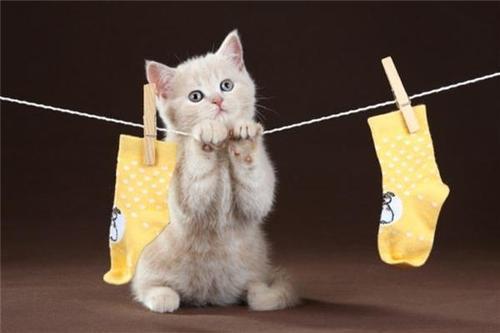 梦见养猫