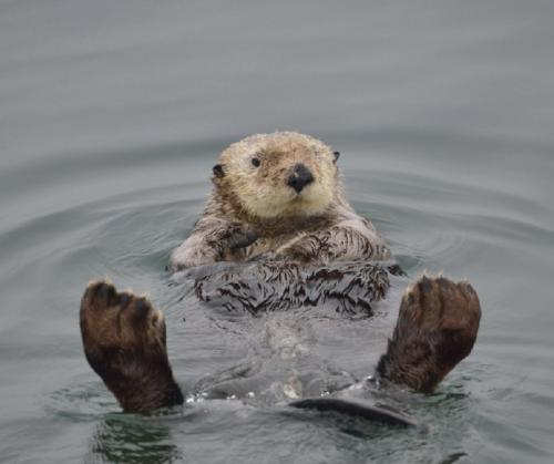 梦见水獭