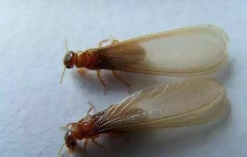 梦见害虫 梦见害虫