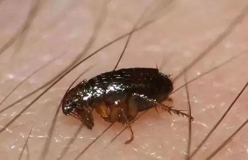 梦见毒虫