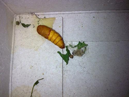 梦见蚕蛾出茧
