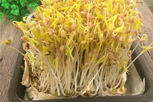 梦见买豆芽