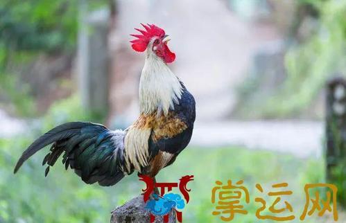 梦见打鸣