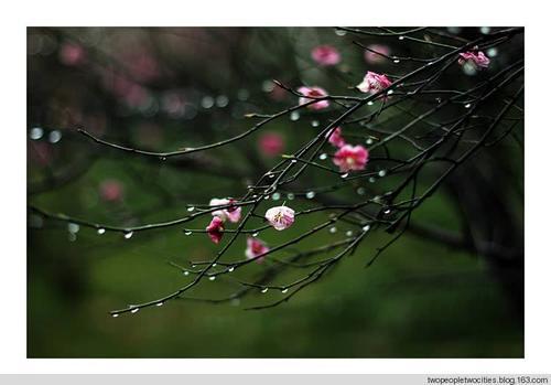 梦见春雨