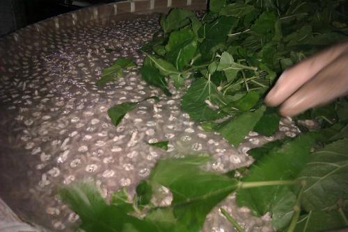 梦见喂蚕