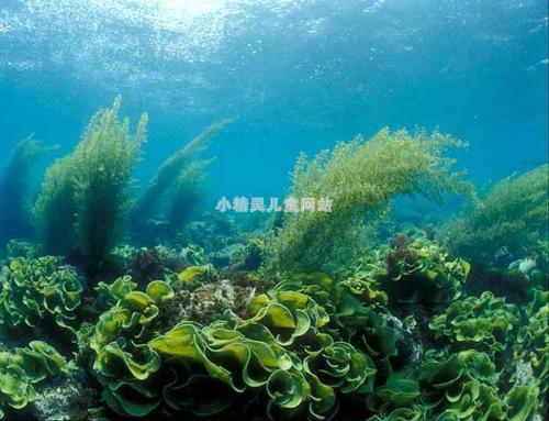 梦见海草