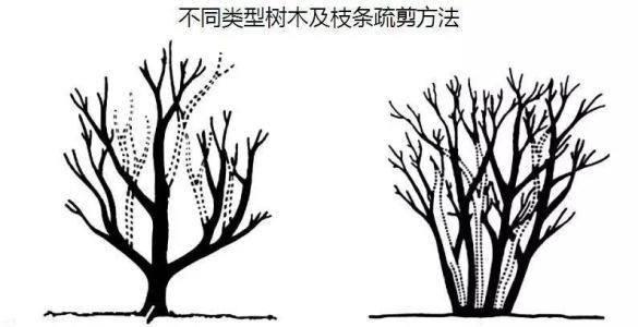 梦见树干残枝