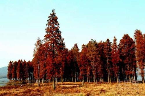 梦见红杉树