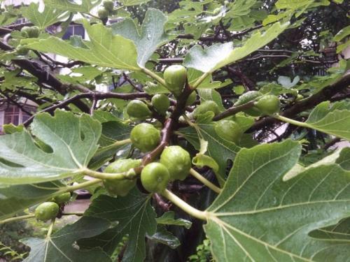梦见无花果树