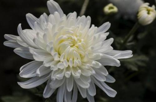 梦见白菊花