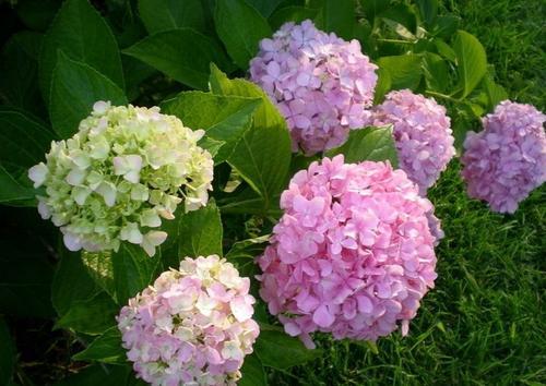 梦见绣球花