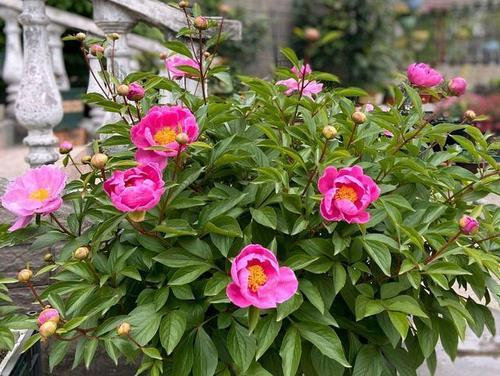 梦见芍药花