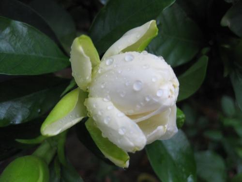梦见栀子花