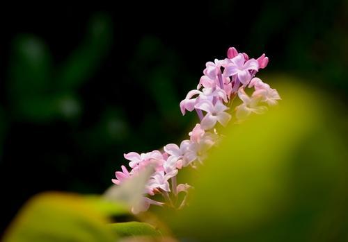 梦见丁香花