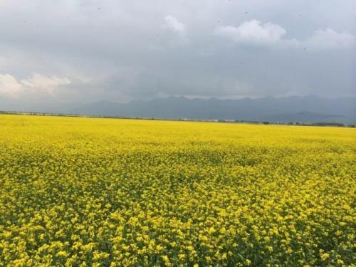 梦见油菜花