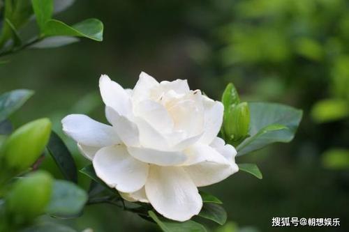 梦见茉莉花