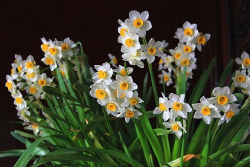 梦见水仙花