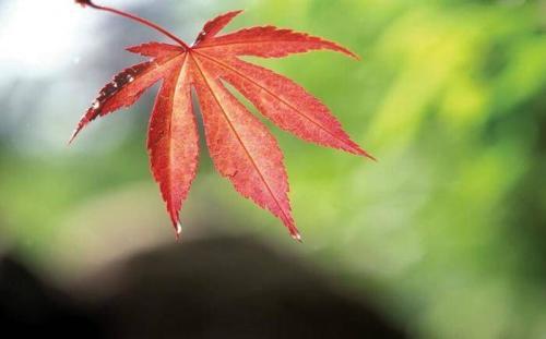 梦见枫叶
