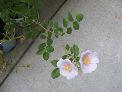 梦见野蔷薇