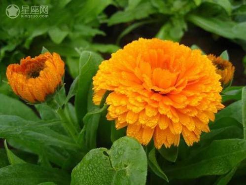 梦见金盏菊