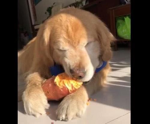 梦见狗吃肉