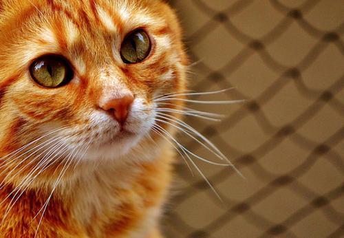 梦见养了一只猫