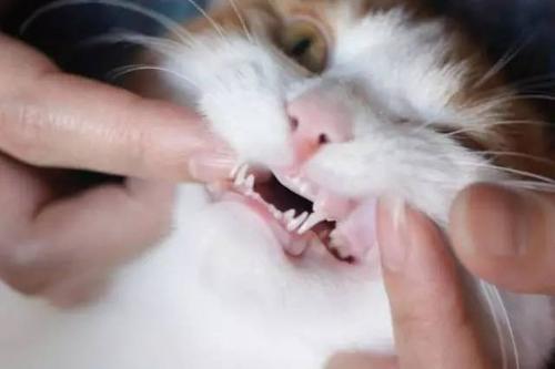 梦见把猫的牙掰掉了