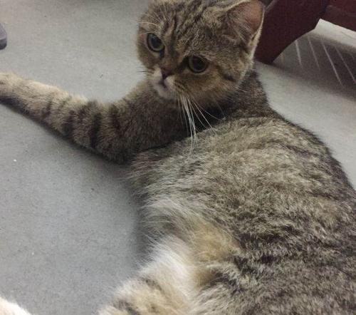 梦见乖巧温顺的猫
