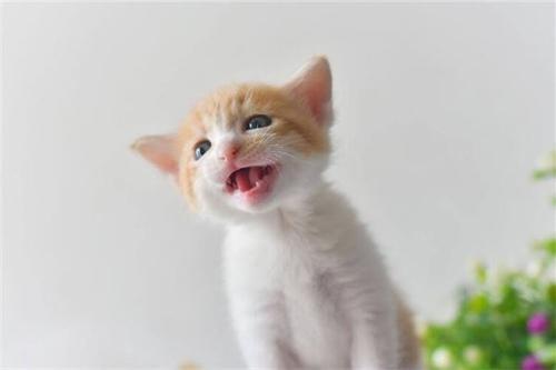 梦见喂猫