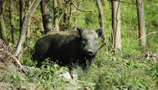 梦见黑野猪 梦见黑野猪