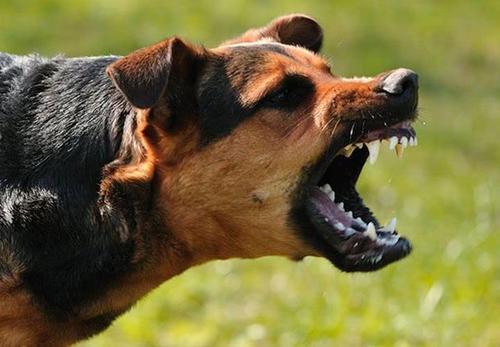 梦见恶犬