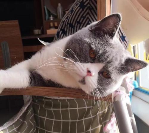 梦见奄奄一息的猫